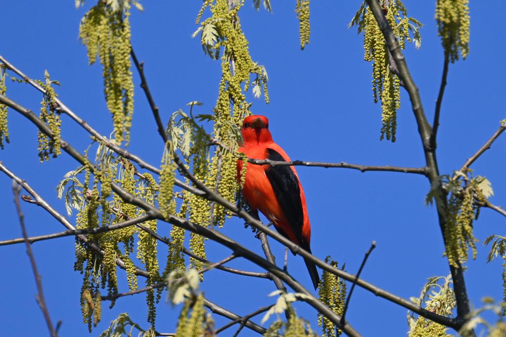 2025-05128254 Parker River NWR, MA.JPG - Scarlet Tanager. Parker River National Wildlife Refuge, MA, 5-12-2025